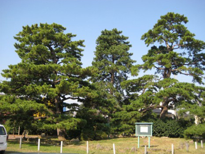 土呂陣屋の松