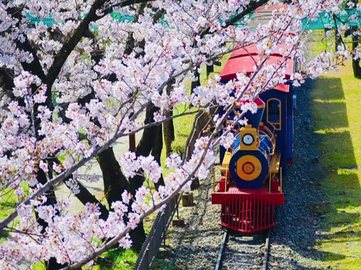 明石公園桜まつり