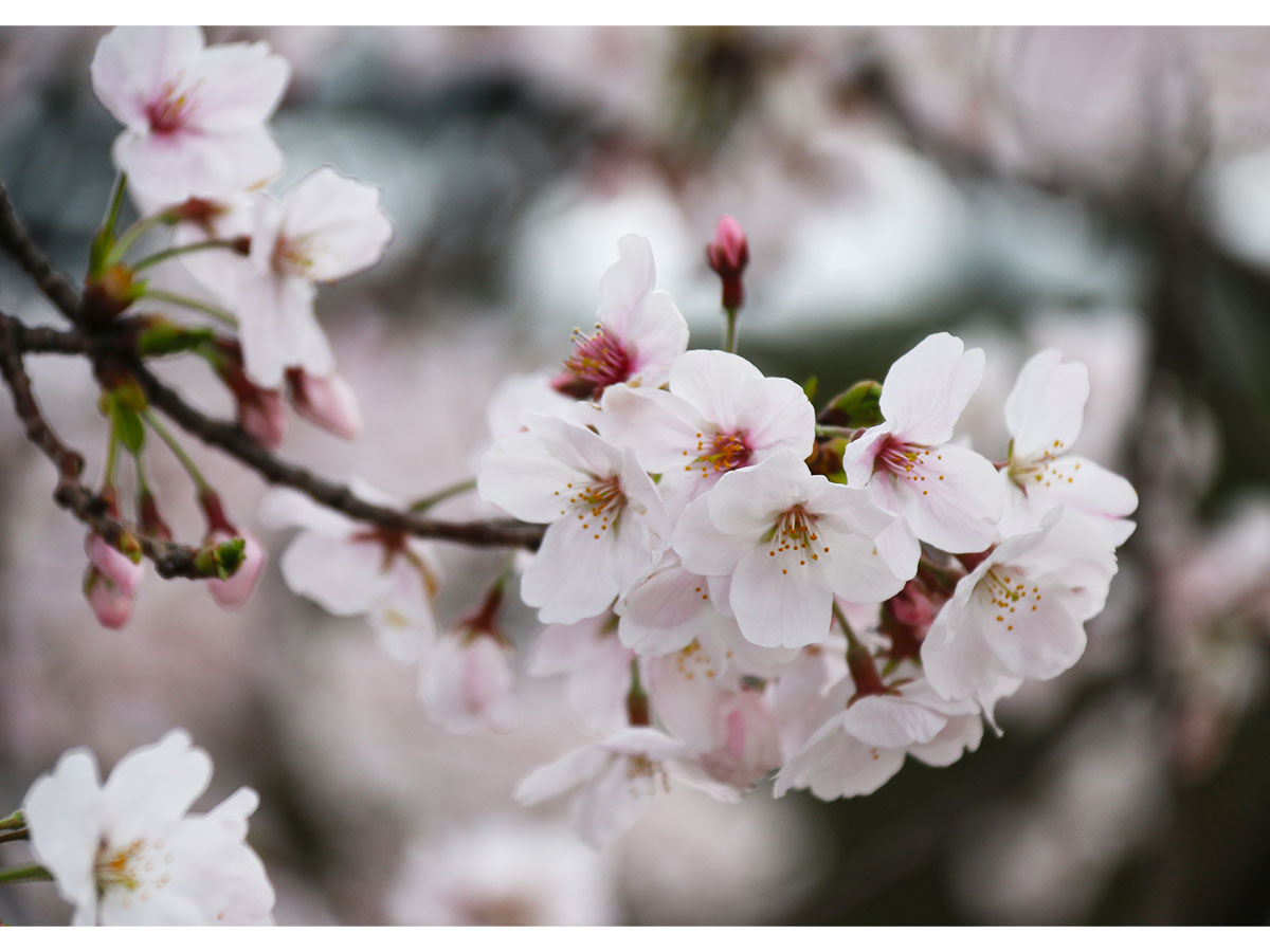 みどり川の桜