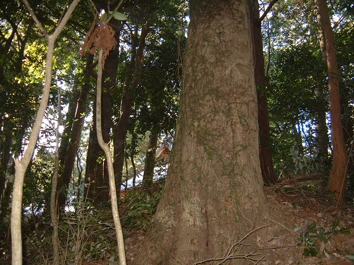 伊熊神社の社叢