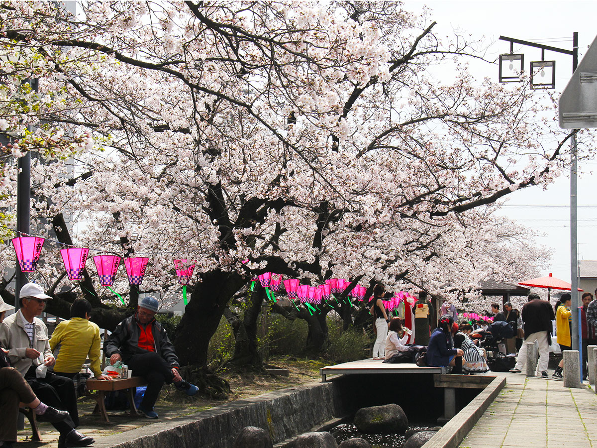 みどり川の桜