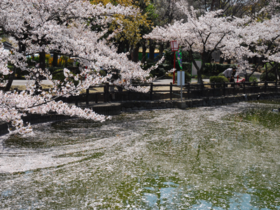 安城桜まつり