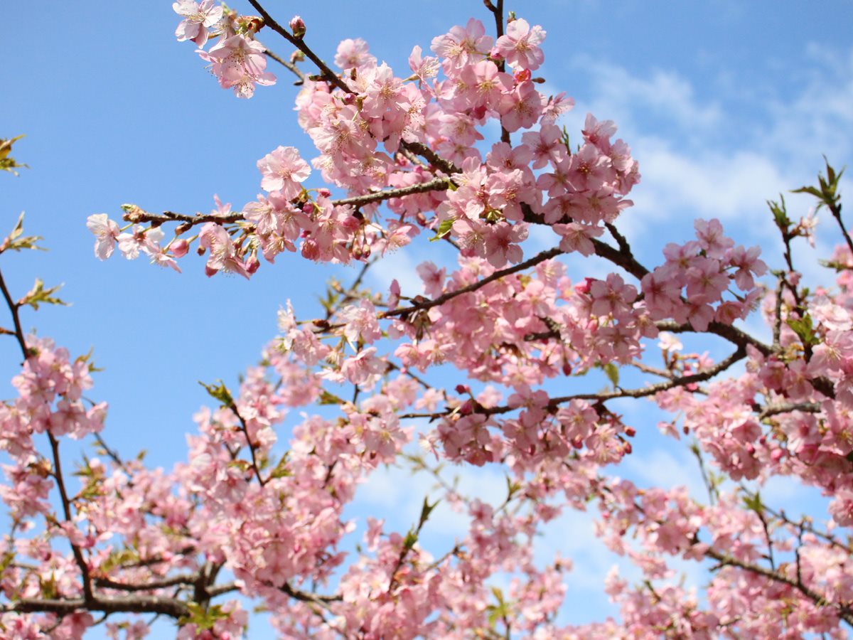 加茂川公園の河津桜