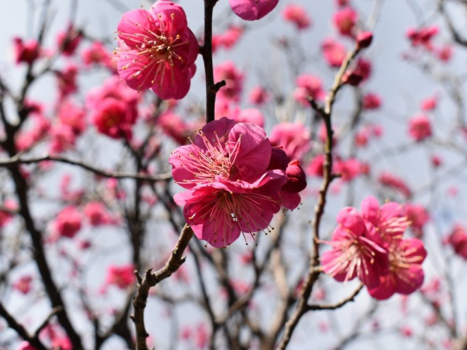 岡崎天満宮の梅