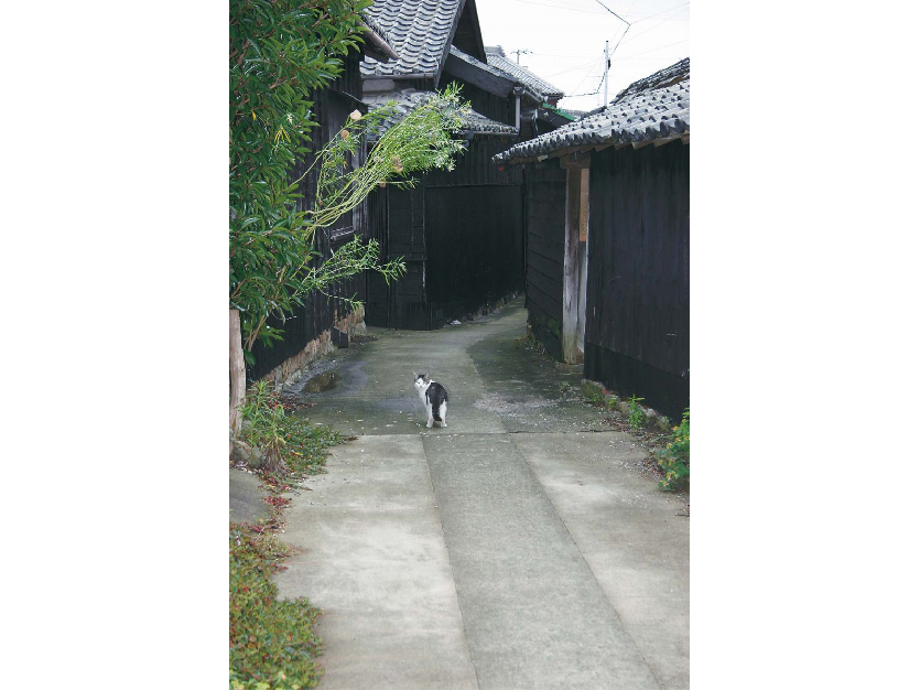 #ねこと佐久島インスタグラム写真コンテスト