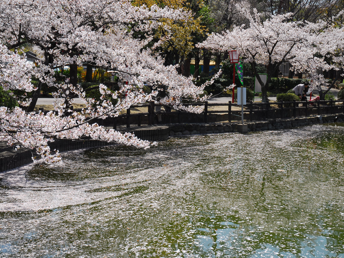 安城桜まつり 