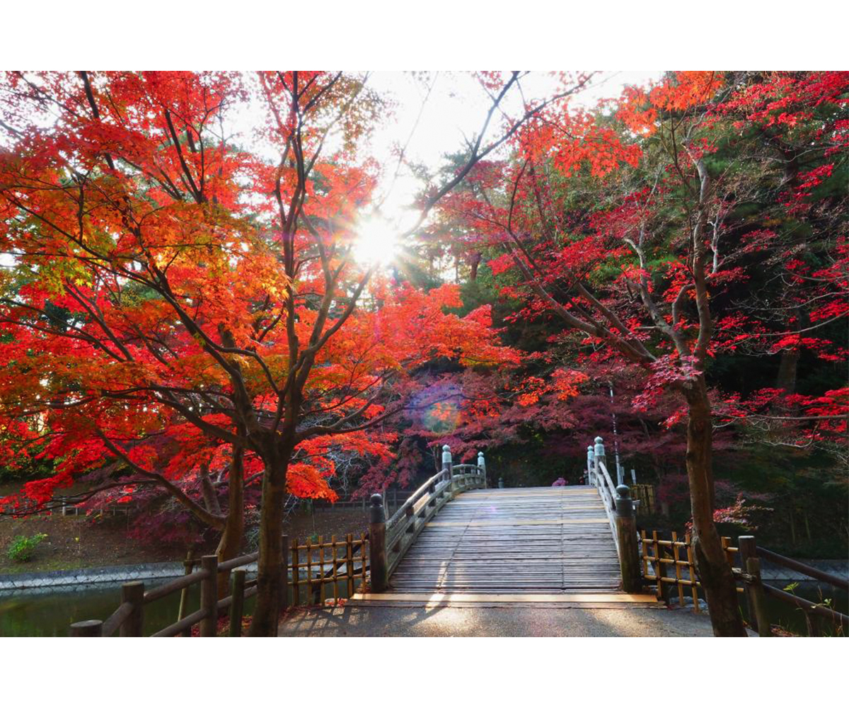 東公園「紅葉まつり」フォトコンテスト