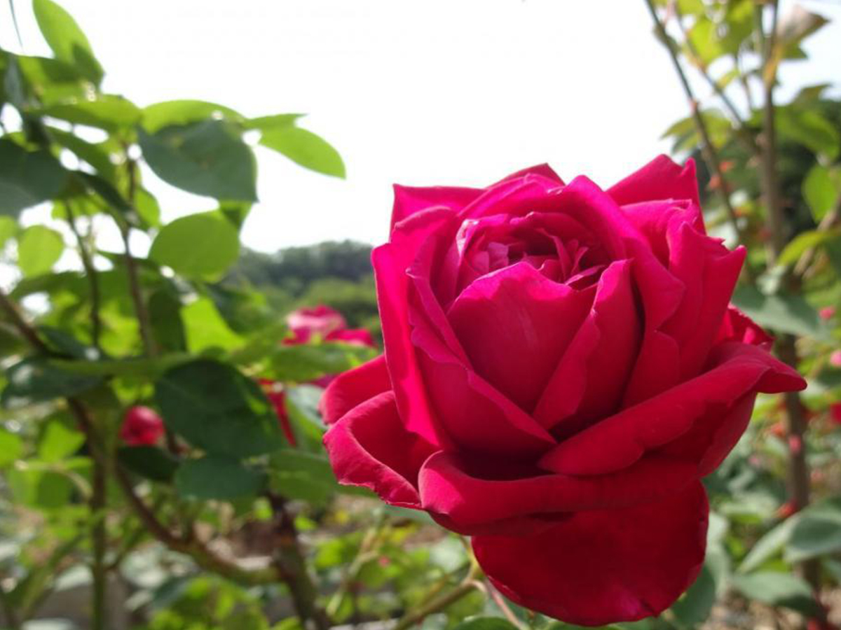 奥殿陣屋のバラ