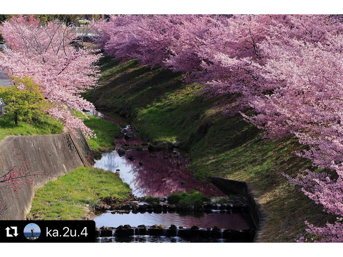 豊田の河津桜の名所