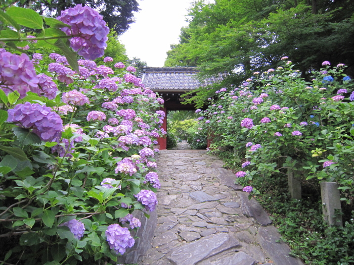 本光寺紫陽花まつり