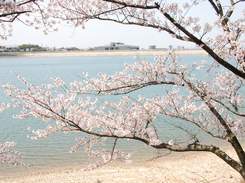 三好池の桜