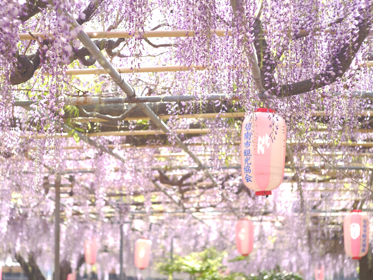 広藤園藤まつり