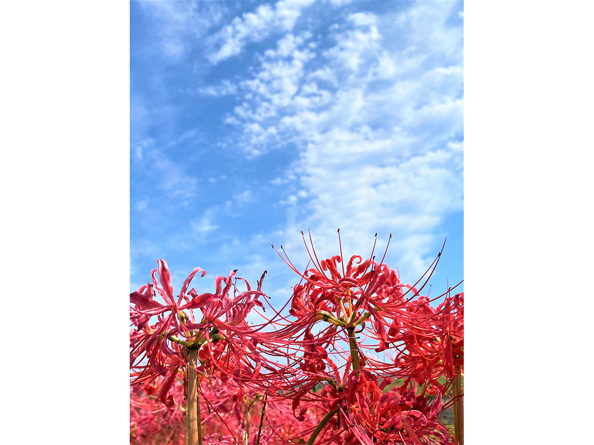 逢妻女川の彼岸花