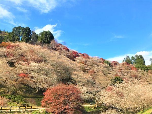 小原四季桜まつり