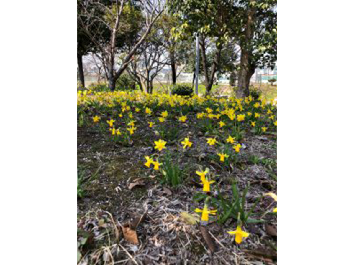 八反田公園の水仙