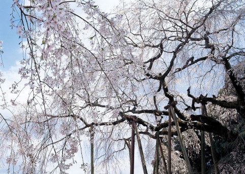 2020年梅・しだれ桜開花情報特派員募集