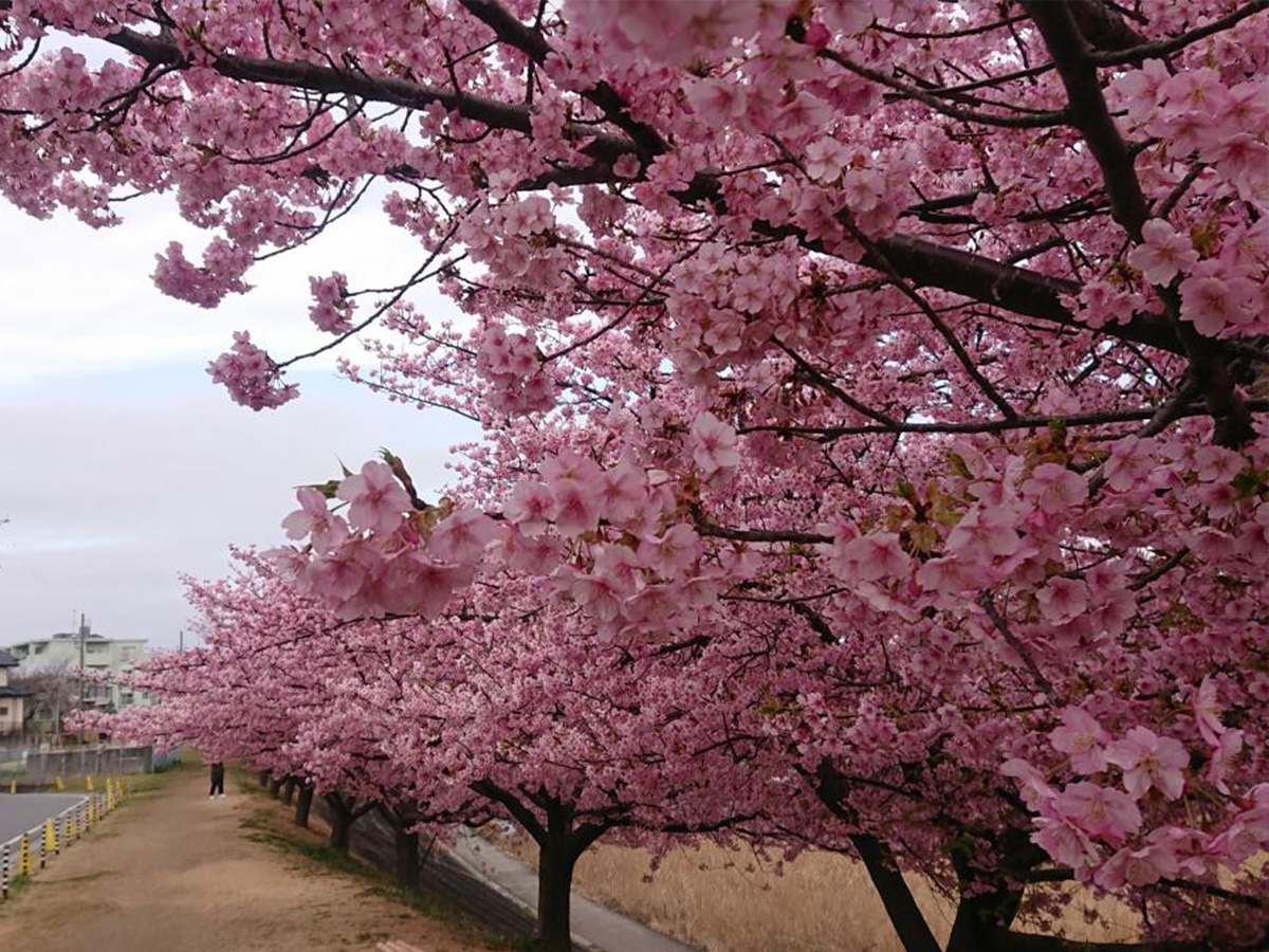 葵桜の開花情報