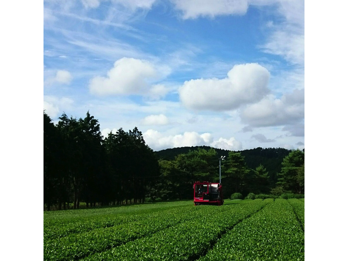 豊田の新茶