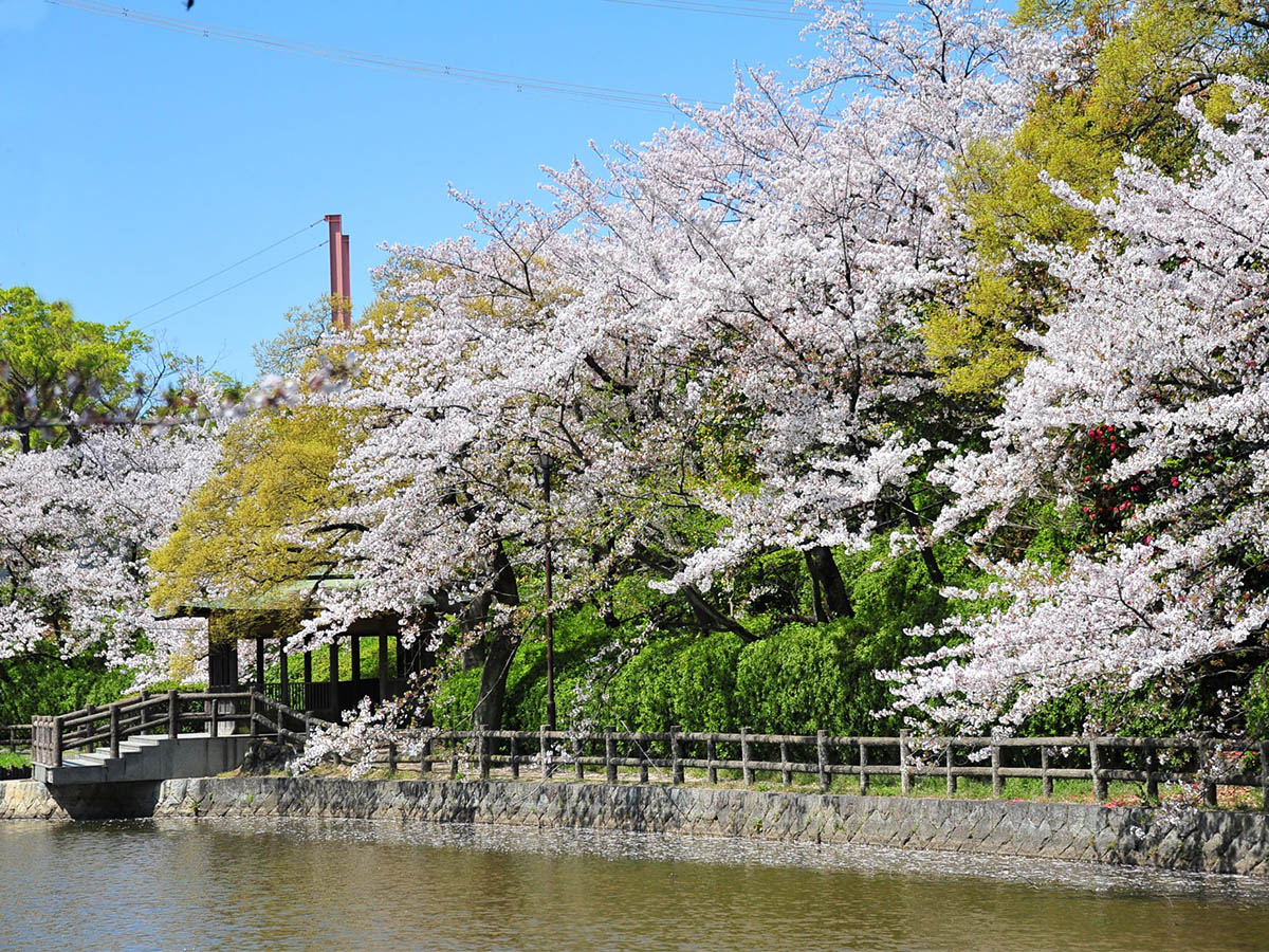 刈谷桜まつり