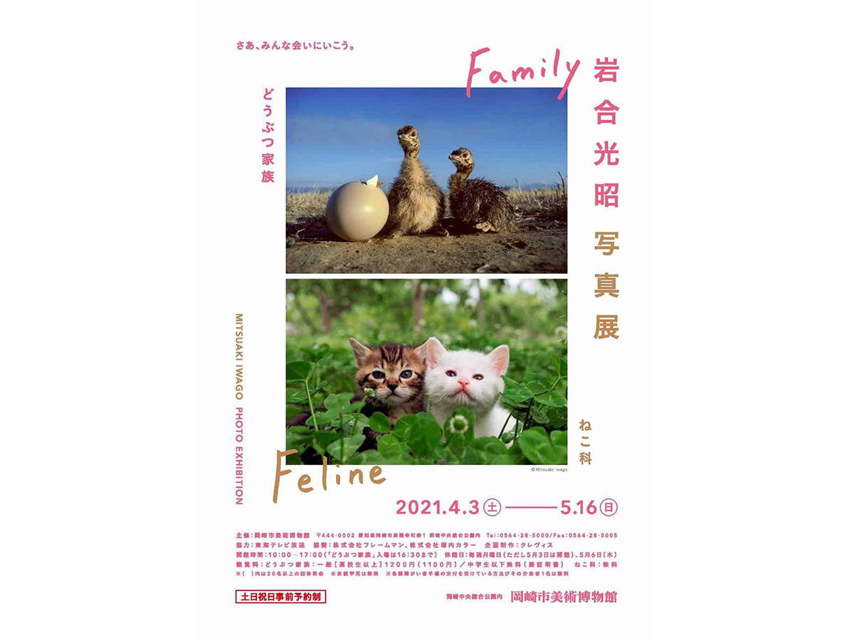 岩合光昭写真展 どうぶつ家族/ねこ科