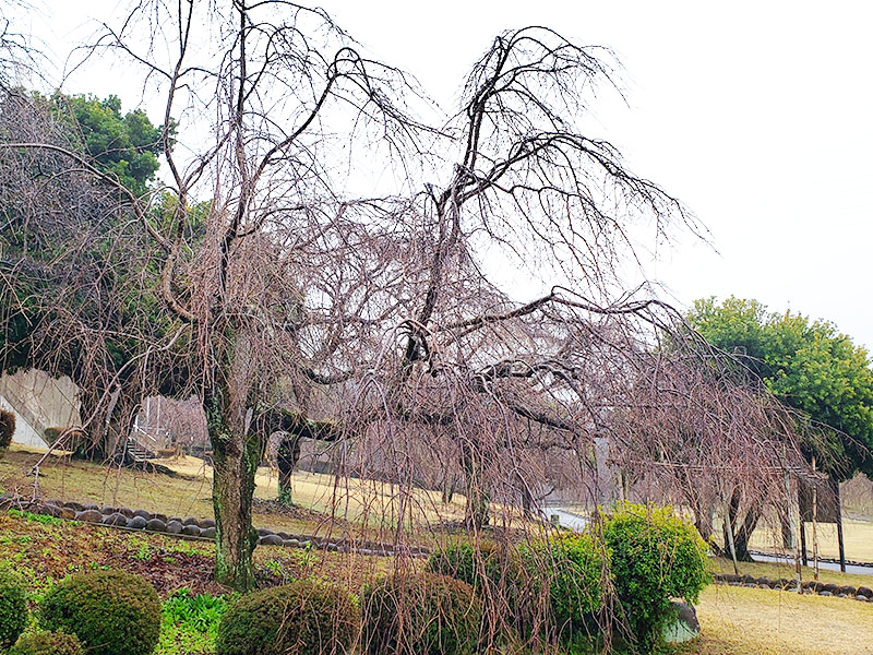 幸田しだれ桜まつり