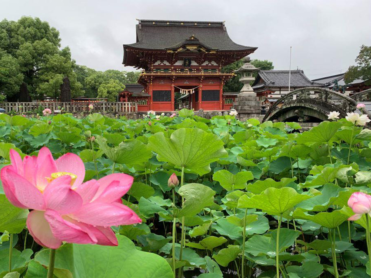伊賀八幡宮のハス