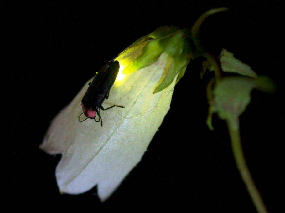 鳥川のホタル