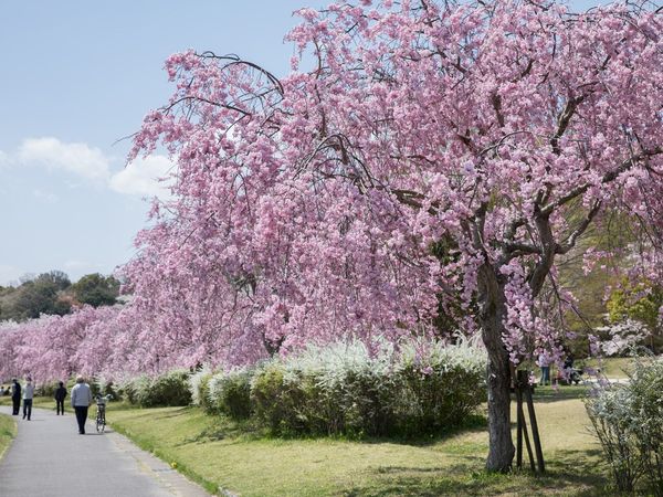 春を探しに出かけよう♪ お花見特集