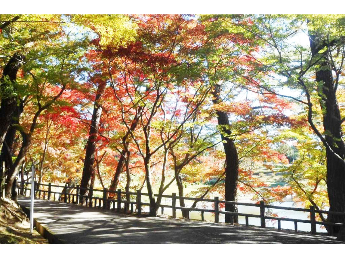 2019年の東公園紅葉情報