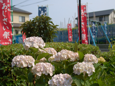 長福寺あじさいまつり