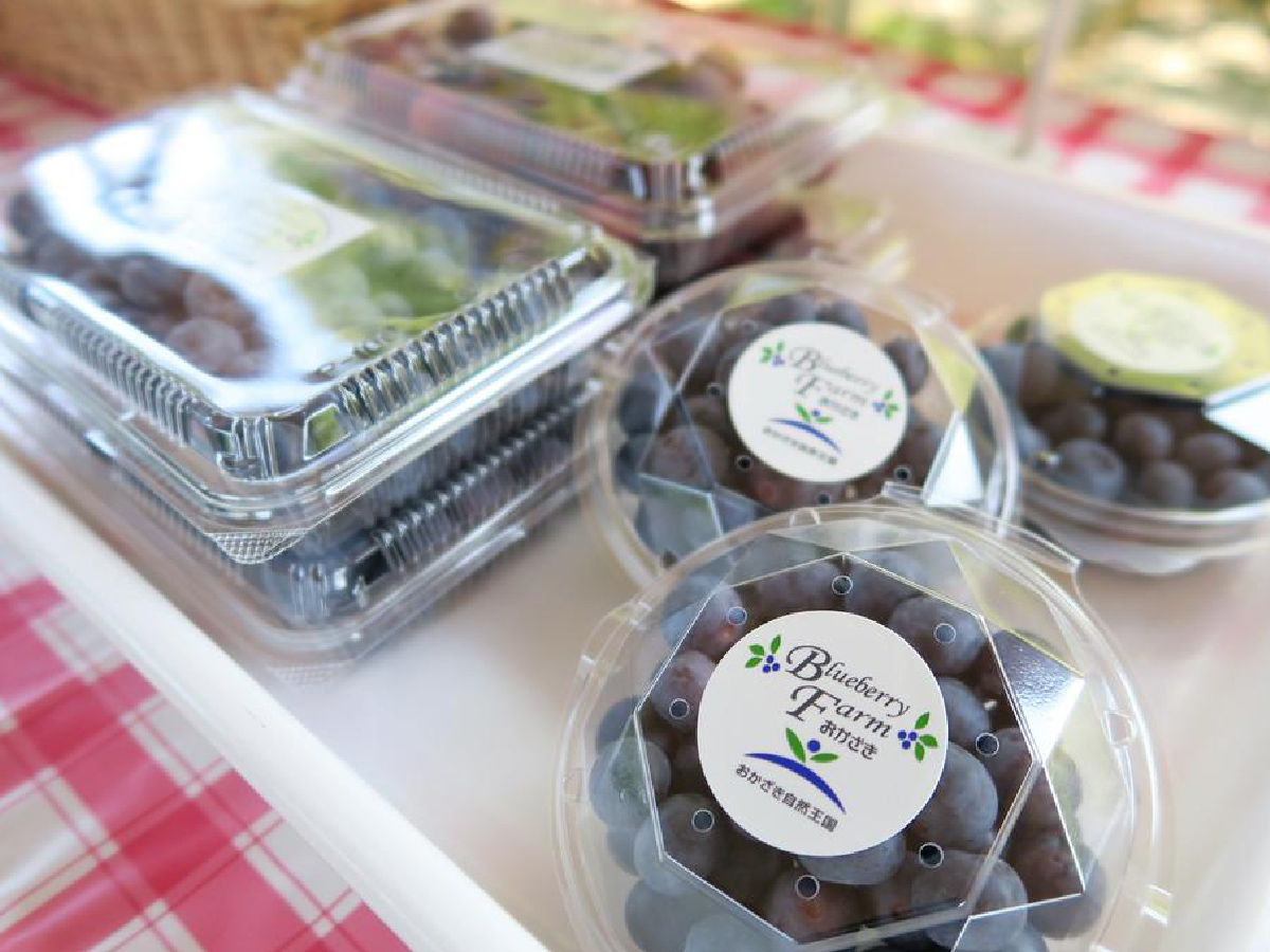 ブルーベリーファームおかざき