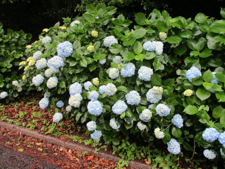三ヶ根山あじさいふもと