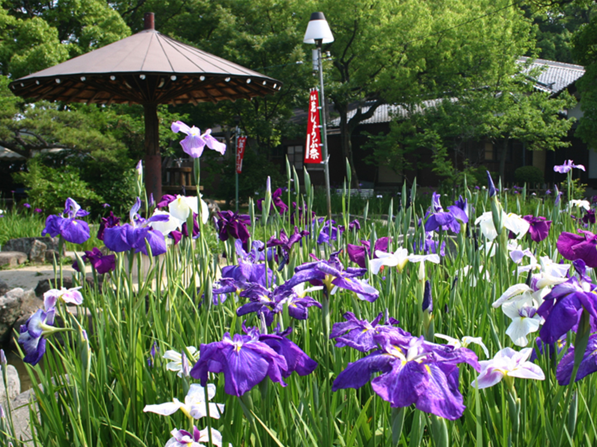 知立公園 花しょうぶまつり