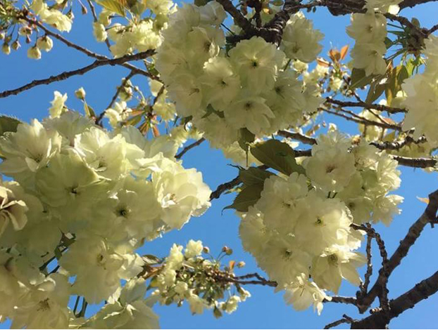 上地八幡宮うこん桜まつり