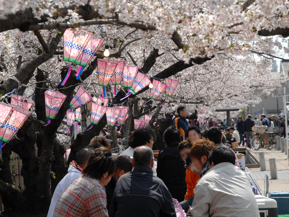 2017西尾六万石桜まつり