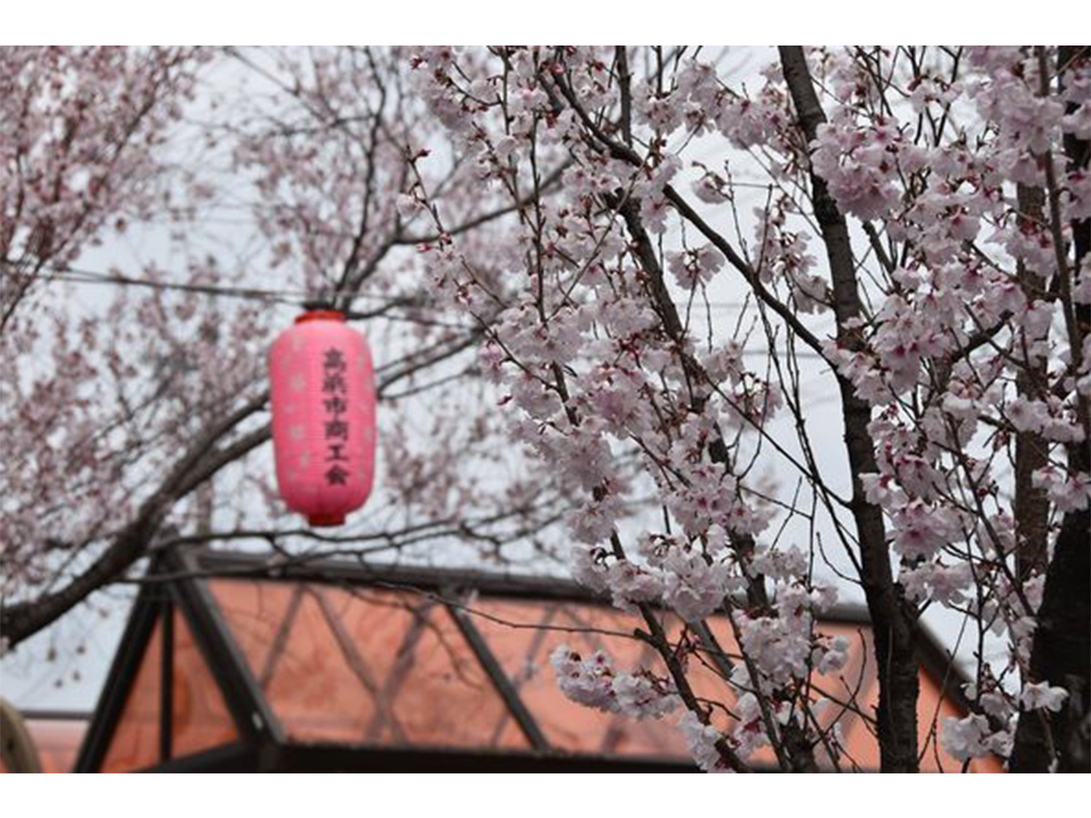 大山千本桜