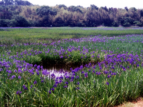 小堤西池のカキツバタ群落