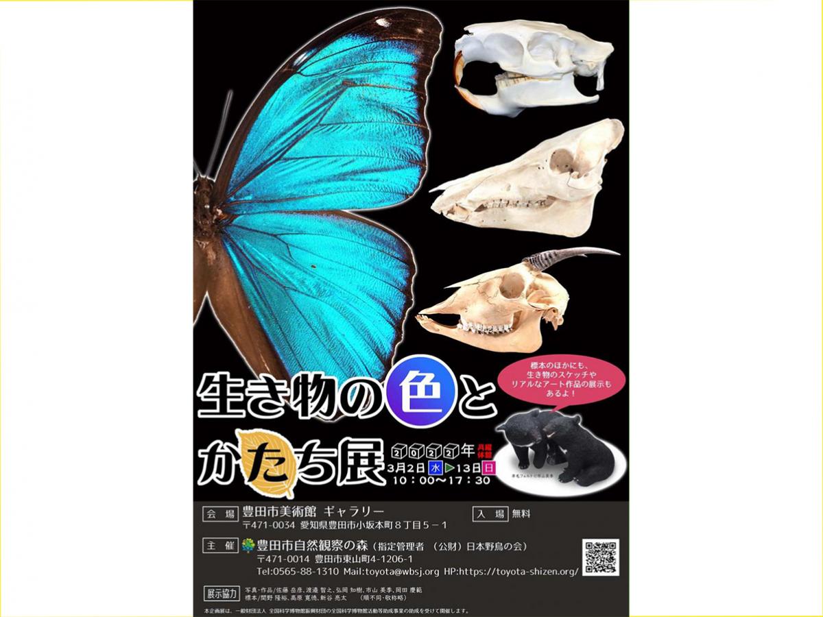  企画展「生き物の色とかたち展」