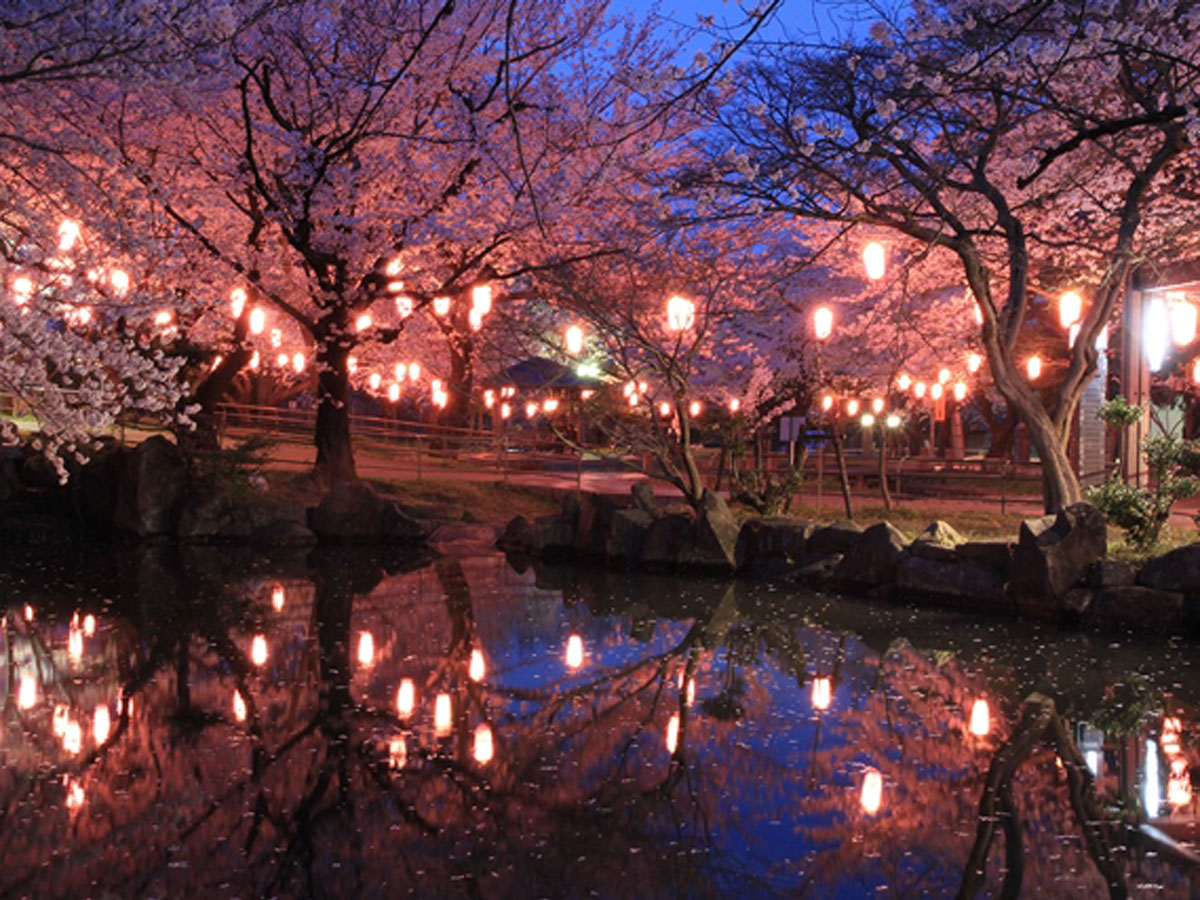 大山千本桜ライトアップ