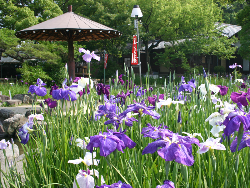 知立公園 花しょうぶまつり