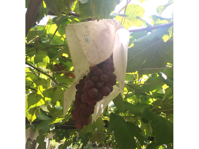 岡崎駒立ぶどう狩り