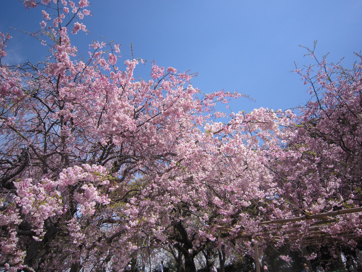 しだれ桜の開花