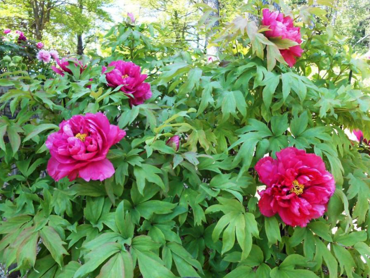 東公園のぼたん園