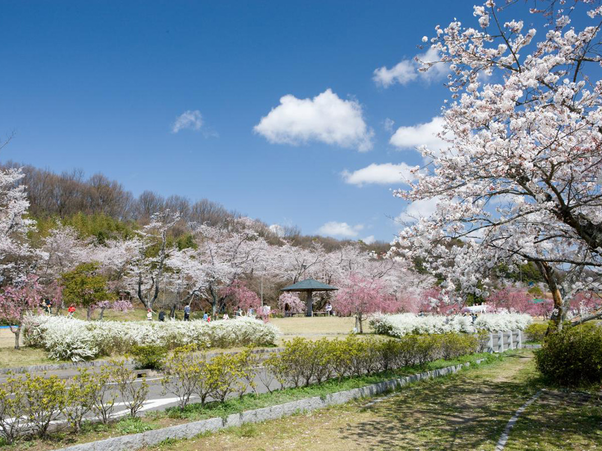 水源桜まつり