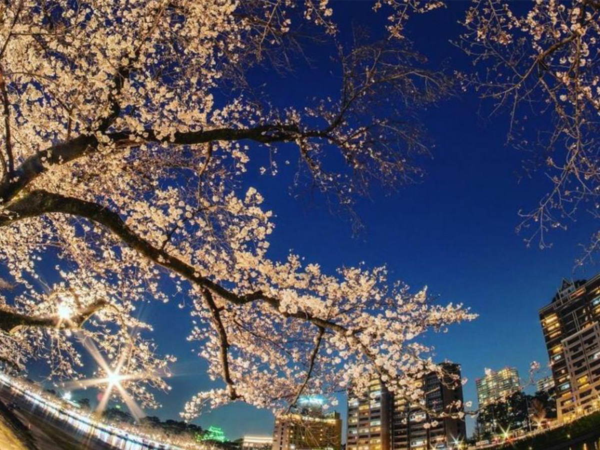 「岡崎の春」フォトコンテスト