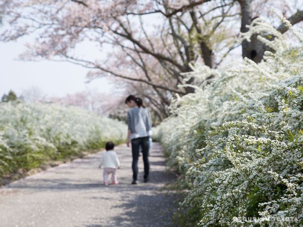 愛知県緑化センター サクラとユキヤナギ