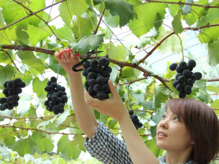 岡崎駒立ぶどう狩り