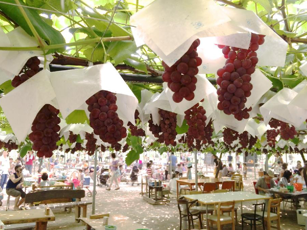 岡崎駒立ぶどう狩り