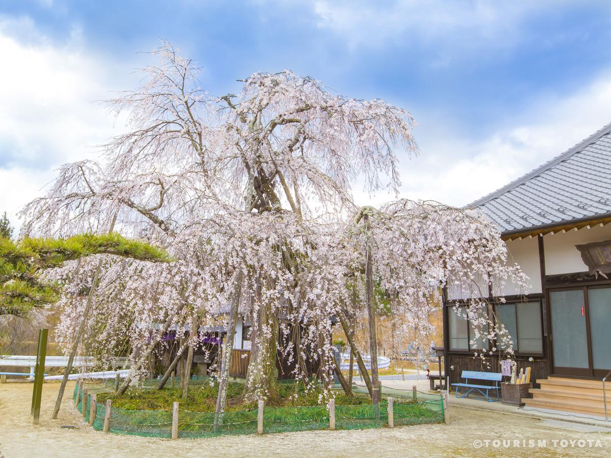 金剛寺のしだれ桜