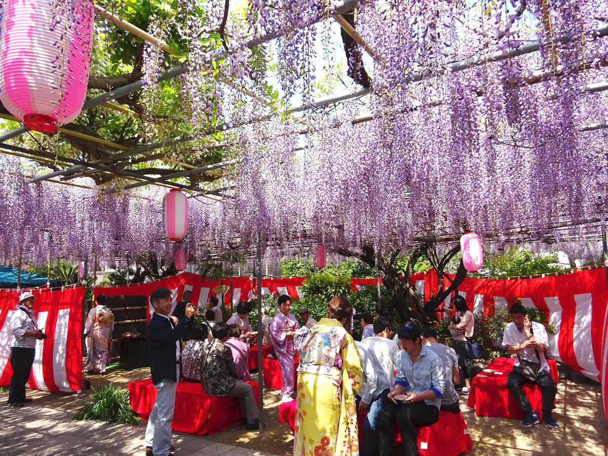 広藤園藤まつり